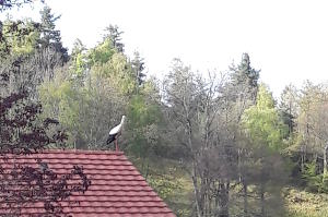La cigogne ne s'y trompe pas !